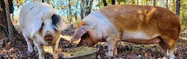 Regenerative Pig Raising & Pork Processing Class