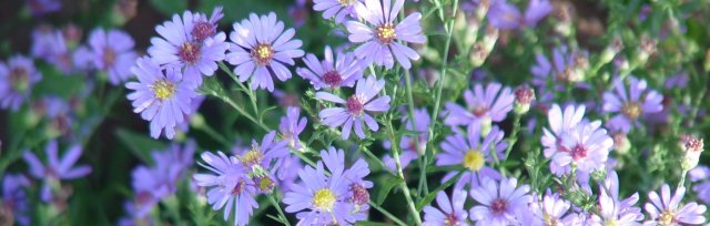 Top Native Perennials for SUN: A Lecture by Brad Roeller