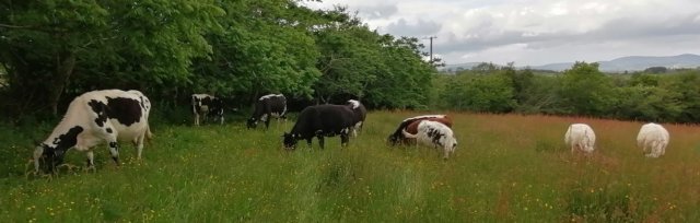 Farming For Nature walk with Paul McCormick & Jacinta French - September (Co. Cork)