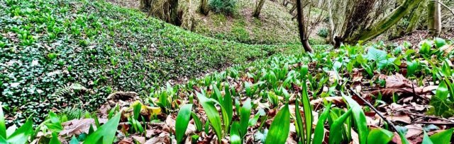 Mother's Day Foraging Walk, North Staffordshire