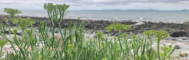 Umbellifers: an introduction to the carrot family course - Gloucestershire