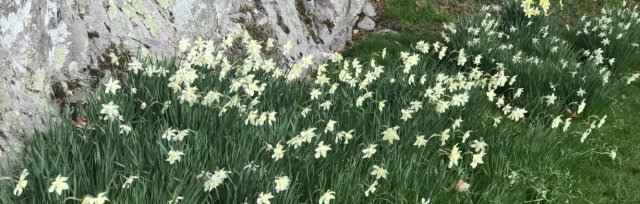 MOSTLY 2021 ADMISSIONS (remove if using this event) / Daffodil Viewing and Mothers Day Garden Season Opening Weekend