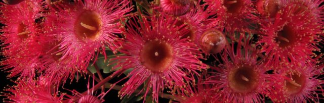 Celebrating National Science with SOLN: What Makes a Gum Tree?