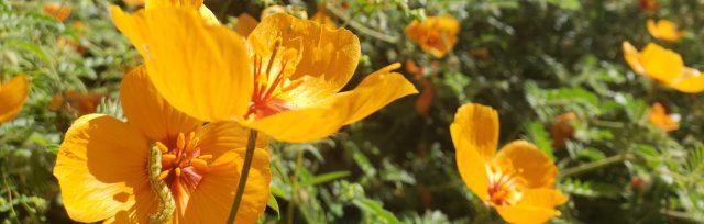 Monsoon Gardening for Pollinators in the Low Desert