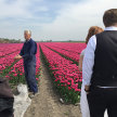 Off-The-Beaten-Track Tulips Tour image