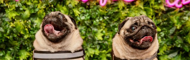 Pug Cafe™ at The Village Chelmsford