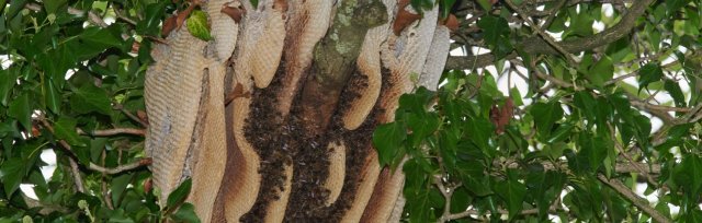 Dorset Beekeeping Convention