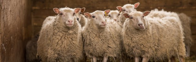 The Canadian Wool Industry Town Hall : An update on The Wool Plan 2021 - 2026