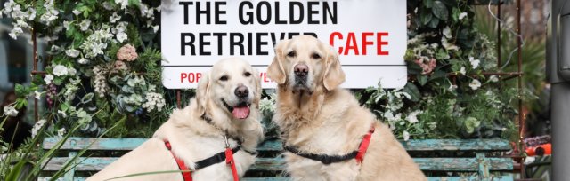 Golden Retriever Cafe - Birmingham