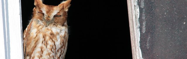 All about Screech-Owls with Jim Wright and Scott Weston