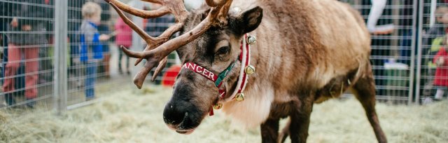 Reindeer Magic - Vancouver