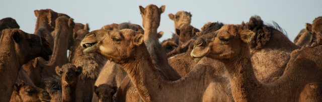 Lac cameli dromedari  - HOMÖOPATHIE Live-Online-Seminar mit Dr. Beate Latour