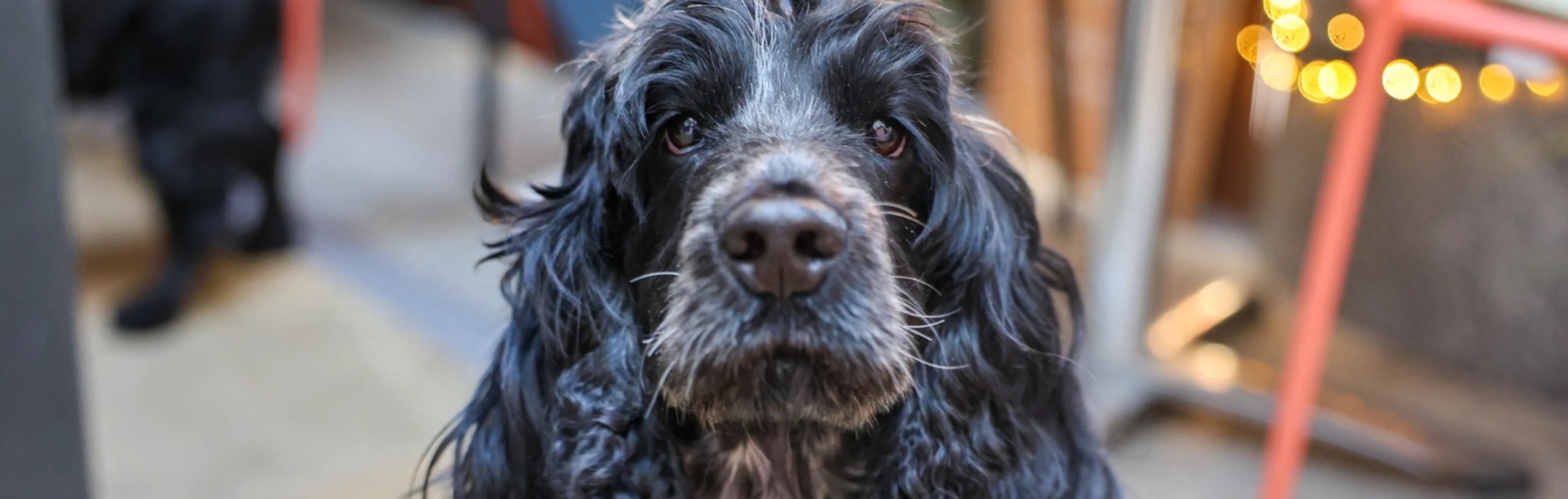 BUY TICKETS NOW – Cocker Spaniel Cafe - Glasgow – Revolucion de Cuba ...