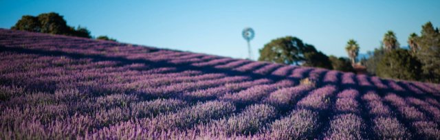 Monte-Bellaria Lavender High-Bloom 2021