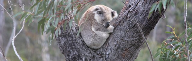 S4W Koala Projects - Post-bushfire Updates (Lower Blue Mountains/Western Sydney)