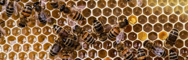 Why history? Bees in the medieval world
