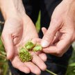 Wild Food/Foraging Tours - various dates - 2022 to March 2023 image