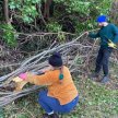 Introduction to Hedgelaying image