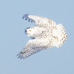 Snowy Owl Photo Tour image