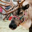 Reindeer Magic - Vancouver image