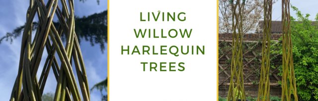 Living Willow Harlequin Tree