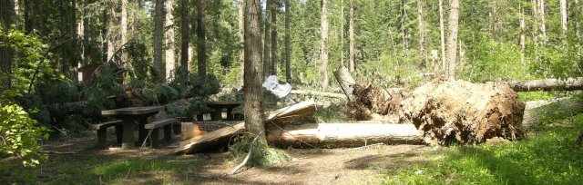 2023 Western Hazard Tree Workshop