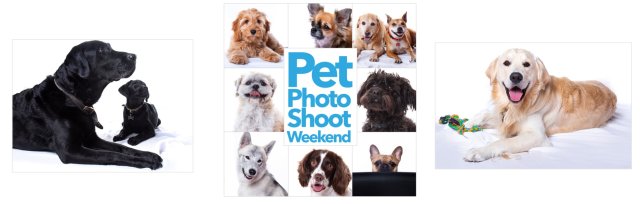 Pet Photo Shoot Weekend