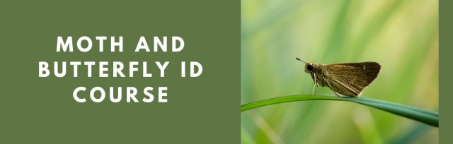 Moth and Butterfly ID Course