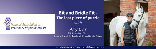 Bit and Bridle Fit - The last piece of the puzzle