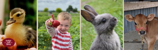 Baby Animals & Berries Strawberry Festival
