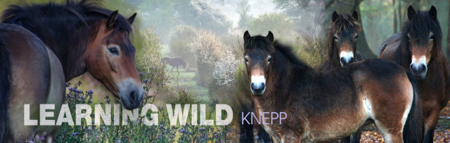 Learning Wild: Knepp Wildland