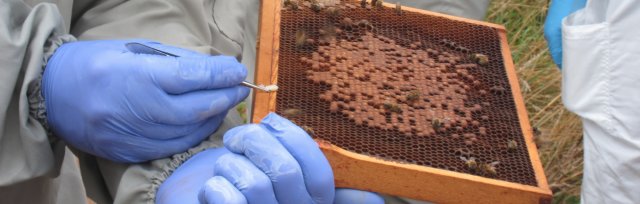 Honey Bee Health and Disease Diagnosis