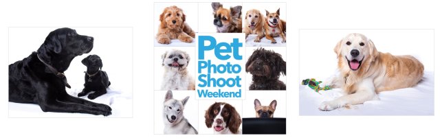 Pet Photo Shoot Weekend