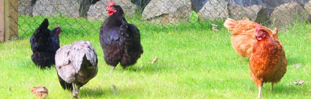 Poultry Keeping, Breeding, Eggs & Health with Julian Pawlowski