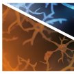 Michel Goedert: Understanding neurodegenerative diseases image