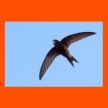 Swifts and Local Biodiversity Talk image
