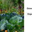 Growing Vegetables in the Irish Garden with Master Organic Gardener, Klaus Laitenberger image