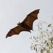 Bat Ecology Short Course image