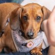 Dachshund Cafe at Down Hall Essex image