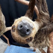 MEDICINE HAT Wildlife Festival - Meet a Sloth! image