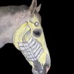 Anatomy of the Head: related to health, performance, bridle fit and design image