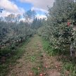 Hoch Orchard Transition—Online Event/Discussion image