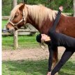 Yoga With Horses image