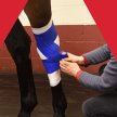 Equine First Aid Online image