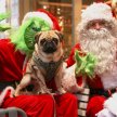 Pug Cafe Christmas - Manchester image