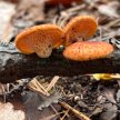 Mushroom Walks with Chris Baker, The Chicory Naturalist image