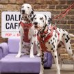 Dalmatian Cafe Christmas - London image