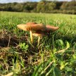 Norfolk, Hunstanton, Summer Wild Food Foraging Course/Walk - Coastal plants image