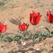 The desert's wonderful blooms (catch-up) image