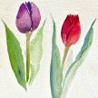 Watercolour Tulips image